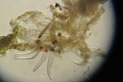 Cestoda