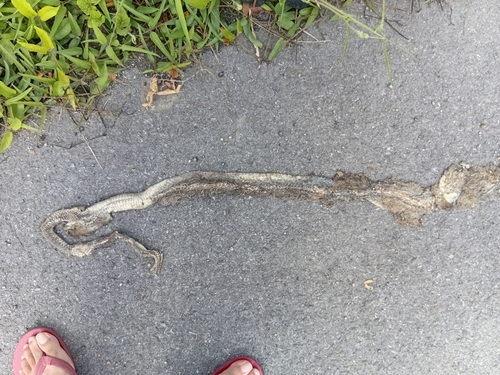 Indo-Chinese Rat Snake