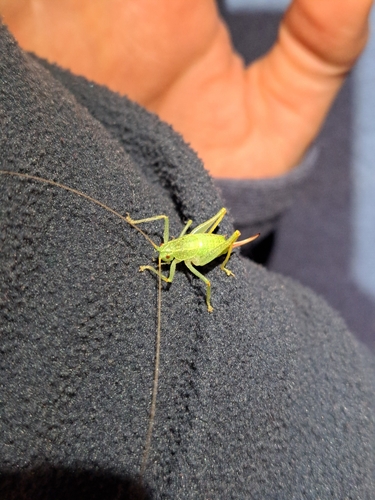 Shielded Oak Bush-cricket