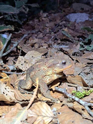 European Toad