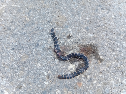 Jodi's pipe snake