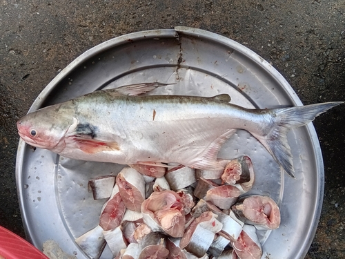 Black-eared Catfish