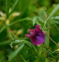 Lathyrus angulatus