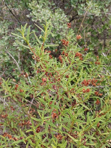 Cistus monspeliensis, photograph 5
