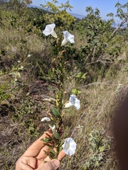 Ipomoea squamisepala