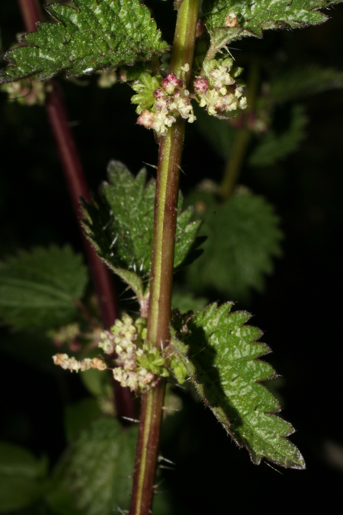 Urtica chamaedryoides
