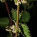 Heartleaf Nettle - Photo (c) Steven J. Baskauf, some rights reserved (CC BY)