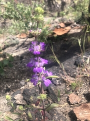 Collinsia concolor