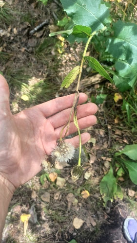 Crepis sibirica, photograph 2