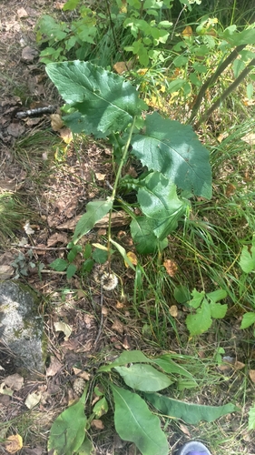 Crepis sibirica, photograph 3