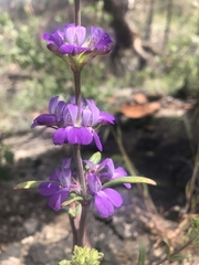 Collinsia concolor