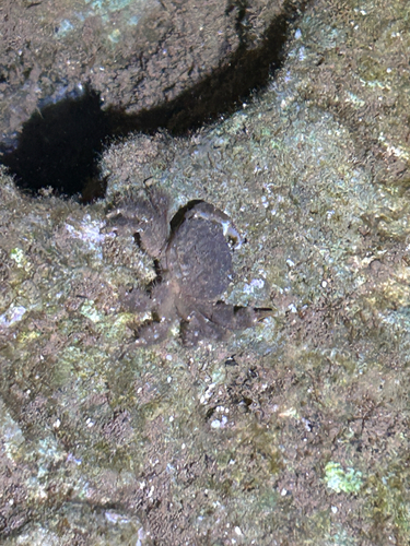 Pilodius areolatus observed 2026-08-31