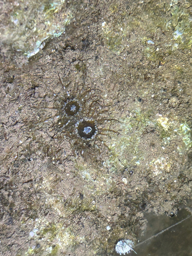Exaiptasia diaphana, 2026-08-31