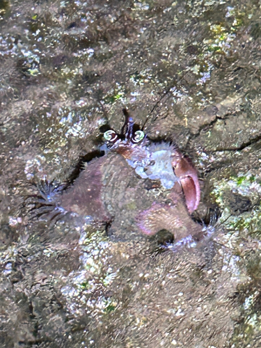 Dardanus gemmatus observed 2026-08-31