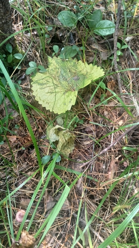 Viola uniflora, photograph 4