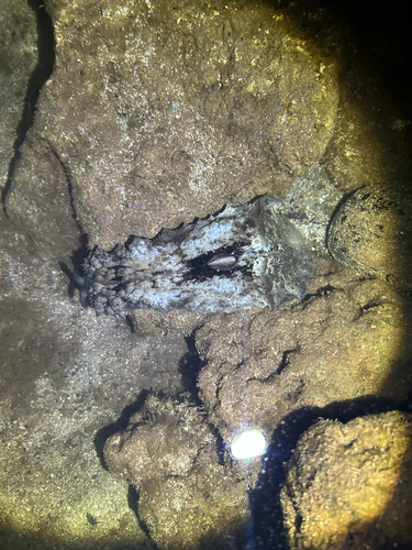 Auricularia, 2026-08-31