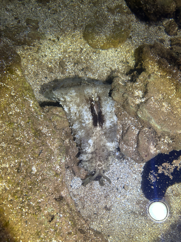 Auricularia, 2026-08-31