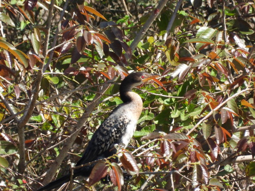 iNaturalist image