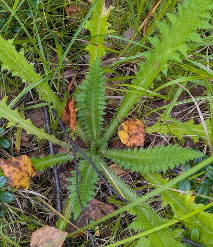 Marsh Thistle