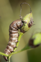 Pyrrhia aurantiago