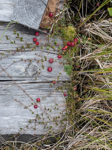bog cranberry