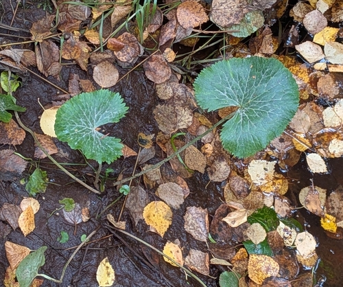 marsh marigold