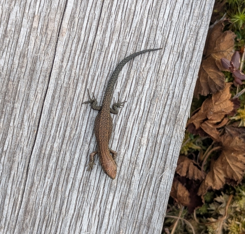 Viviparous Lizard