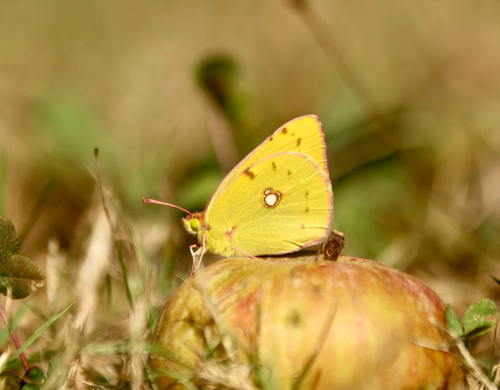 Clouded Yellow
