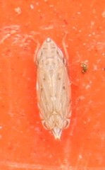 Flexamia