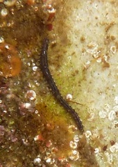 Phyllodocidae