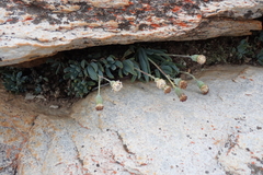 Curio crassulifolius