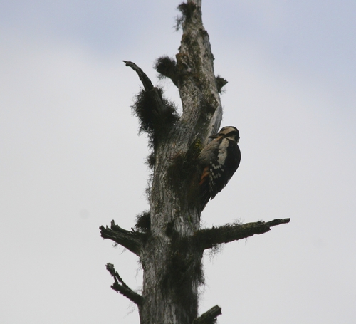 Great Spotted Woodpecker