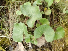 Petasites radiatus