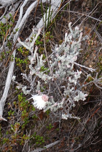 Syncarpha canescens, photograph 1