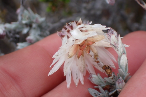 Syncarpha canescens, photograph 2