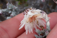 Syncarpha canescens, photograph (c) Karen Eichholz, some rights reserved (CC BY)