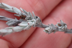 Syncarpha canescens