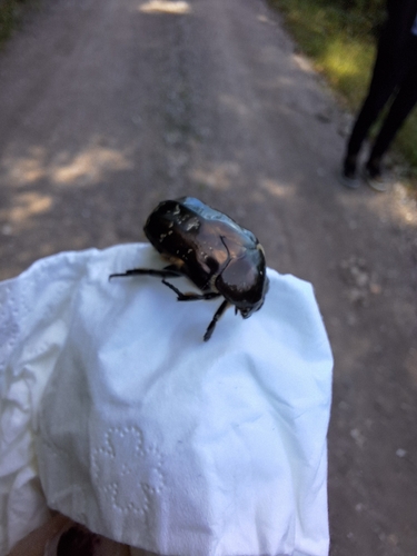 Marbled Rose-chafer