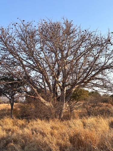 African Star-Chestnut