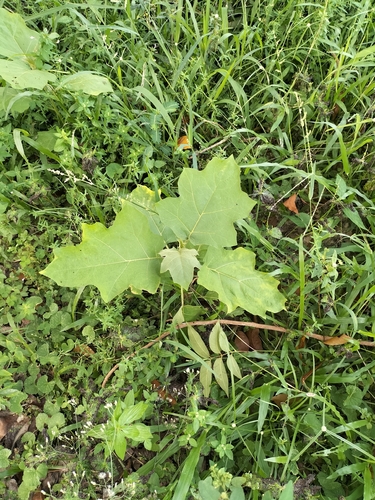 Solanum torvum