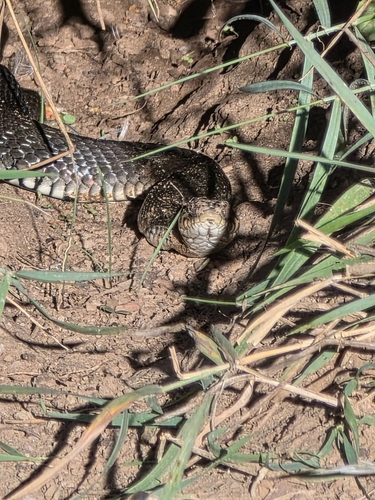 grass snake