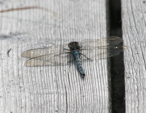 Azure Hawker