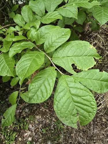 Orixa japonica observed 2026-09-01