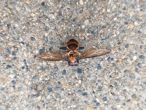 Yellow-legged Hornet