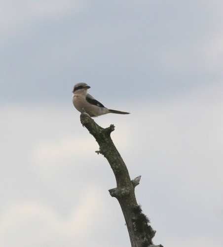 Great Gray Shrike