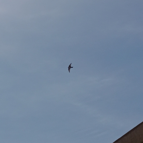 Pale Crag-Martin