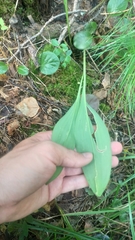 Allium microdictyon, photograph (c) ivansemenkov, some rights reserved (CC BY)