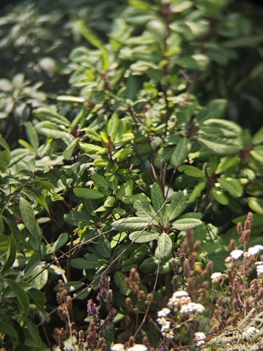 Nilgiri daphne-leaf (Daphniphyllum neilgherrense)