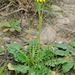 Crepis bursifolia - Photo (c) José María Escolano, μερικά δικαιώματα διατηρούνται (CC BY-NC-SA)