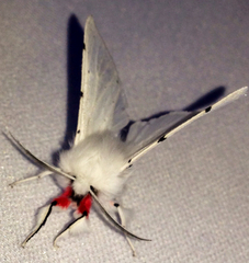 Spilosoma vestalis